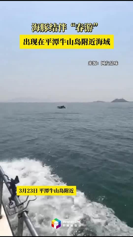 平潭牛山島附近海域出現海豚結伴“春游”