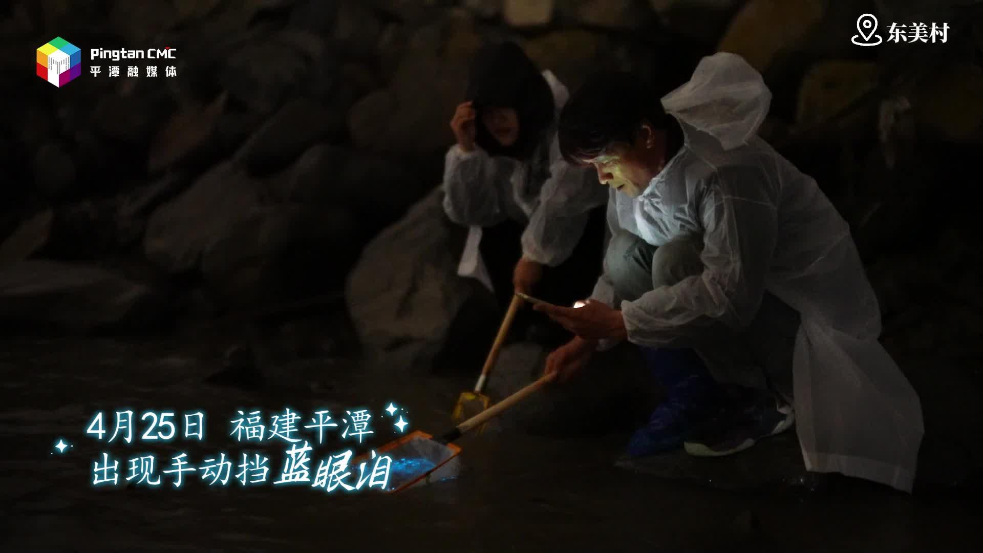 平潭東美村藍眼淚手動“上線”