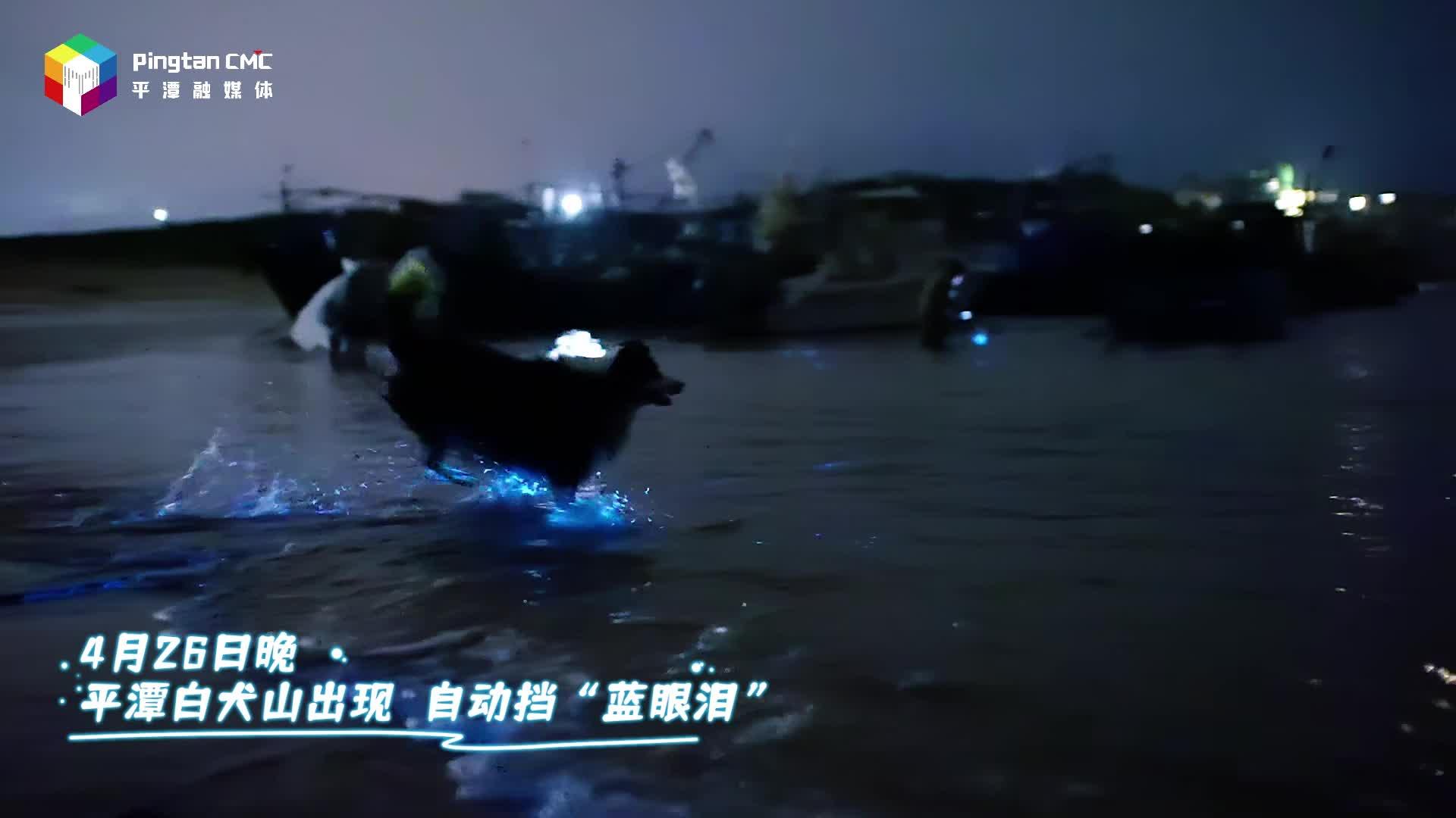 看！小狗發光啦