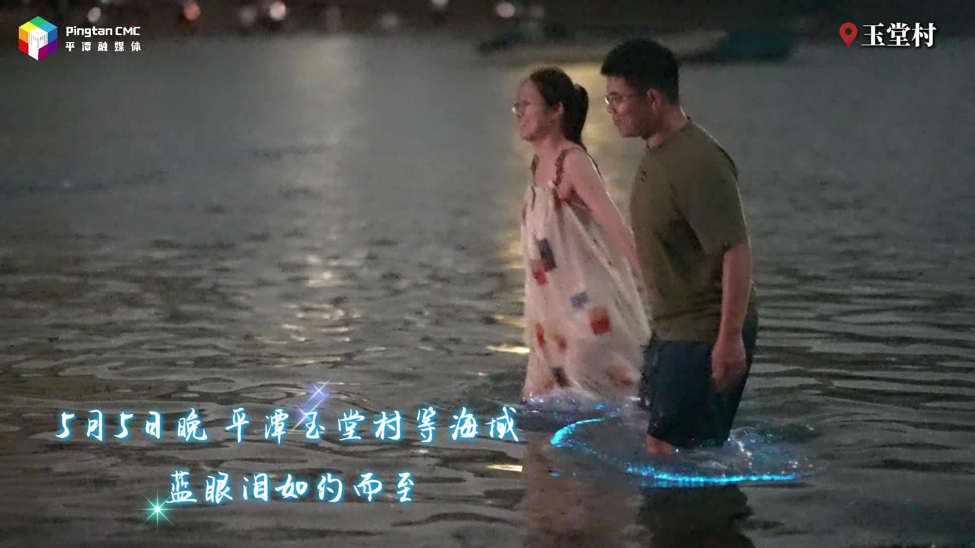 平潭藍眼淚如約而至！赴一場追光之約
