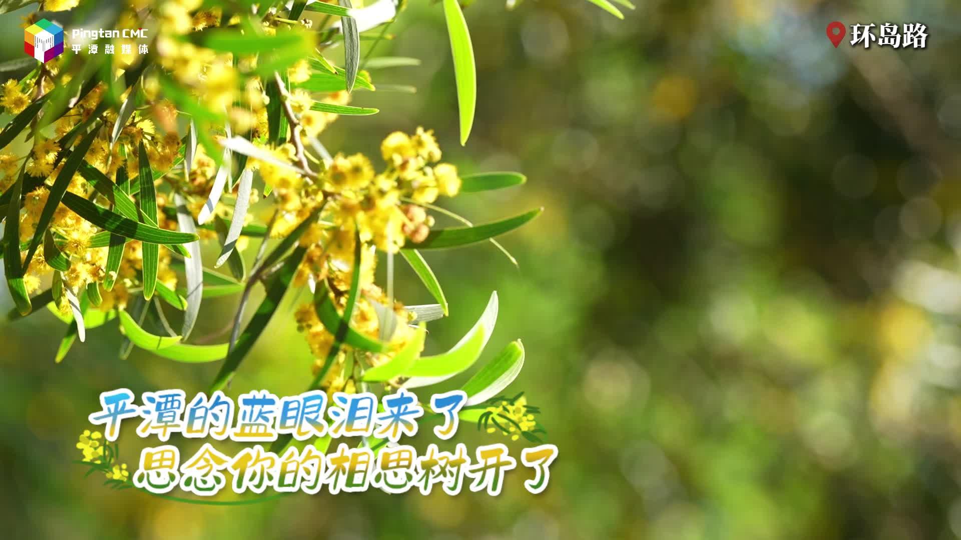 平潭藍眼淚來了