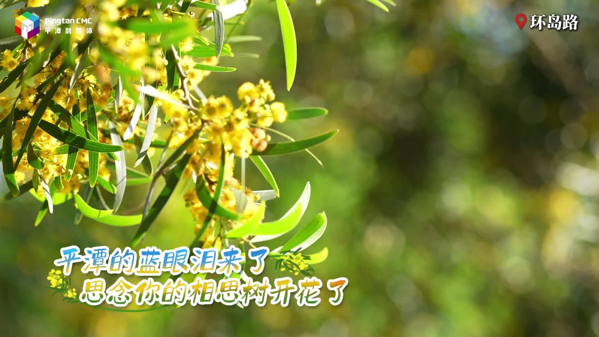 藍眼淚漫過平潭夜，與 TA 共赴相思