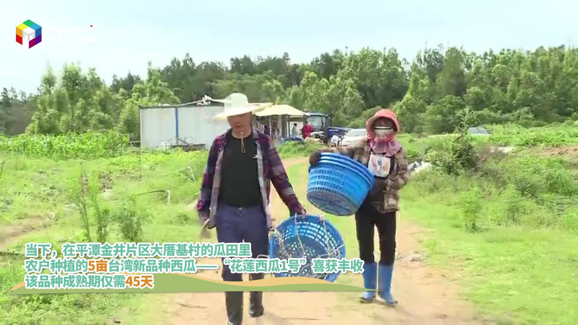 來平潭吃瓜！臺灣新品種西瓜喜獲豐收